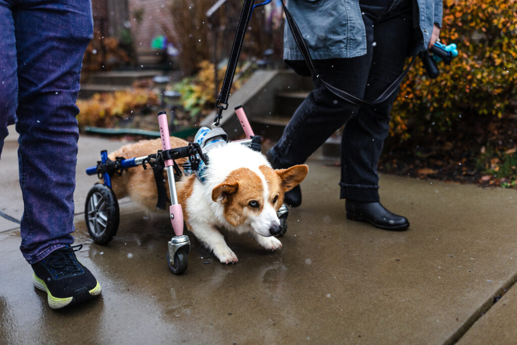 tilly project end of life photo session for henry the corgi in pittsburgh during he winter