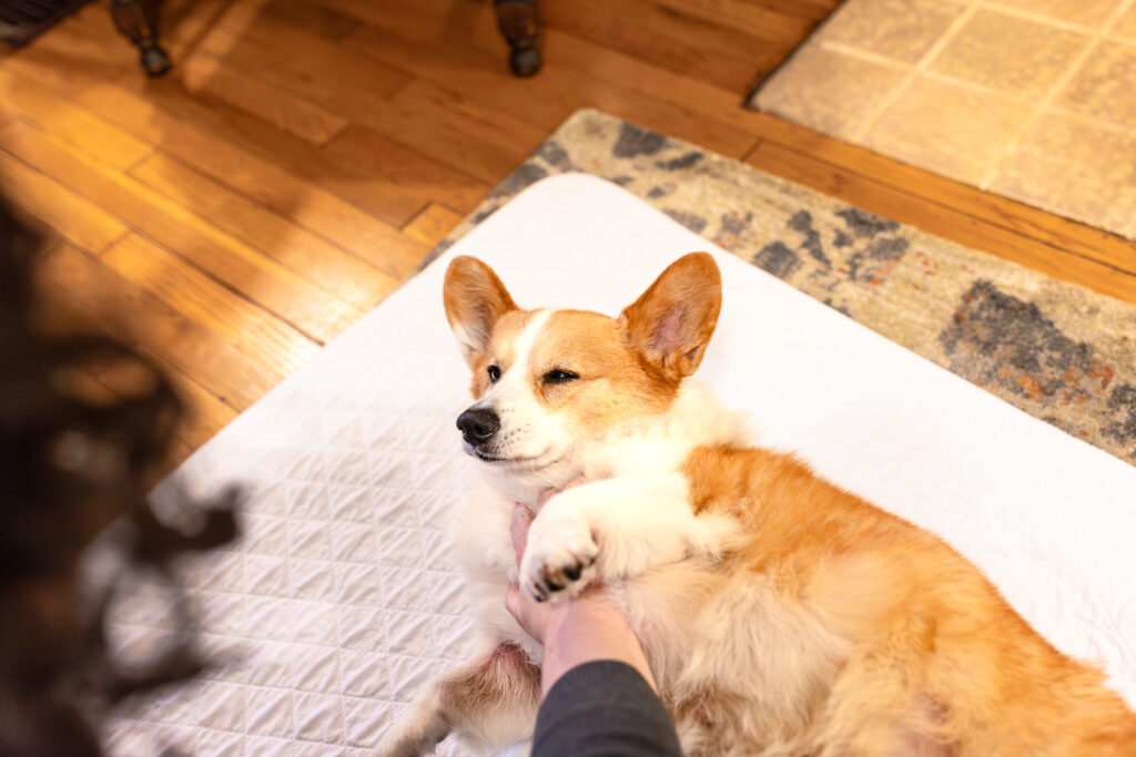 tilly project end of life photo session for henry the corgi in pittsburgh during he winter