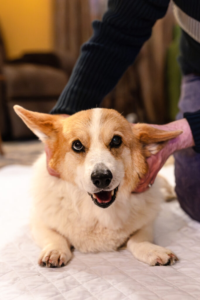 tilly project end of life photo session for henry the corgi in pittsburgh during he winter