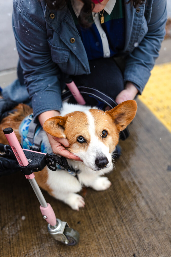 tilly project end of life photo session for henry the corgi in pittsburgh during he winter